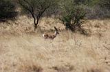 Ethiopia - Netch Sar Park - 66 - Bushbuck